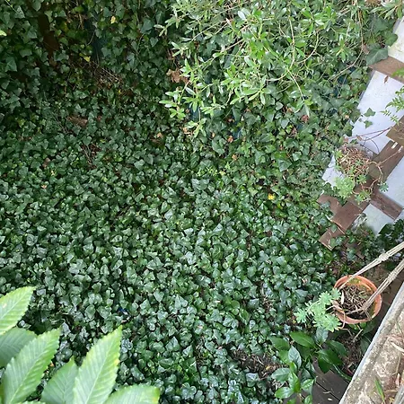 Maison De Entre Darwin Et Jardin Botanique *